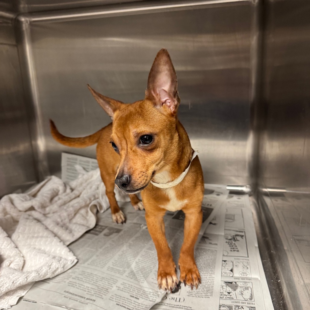Chihuahua