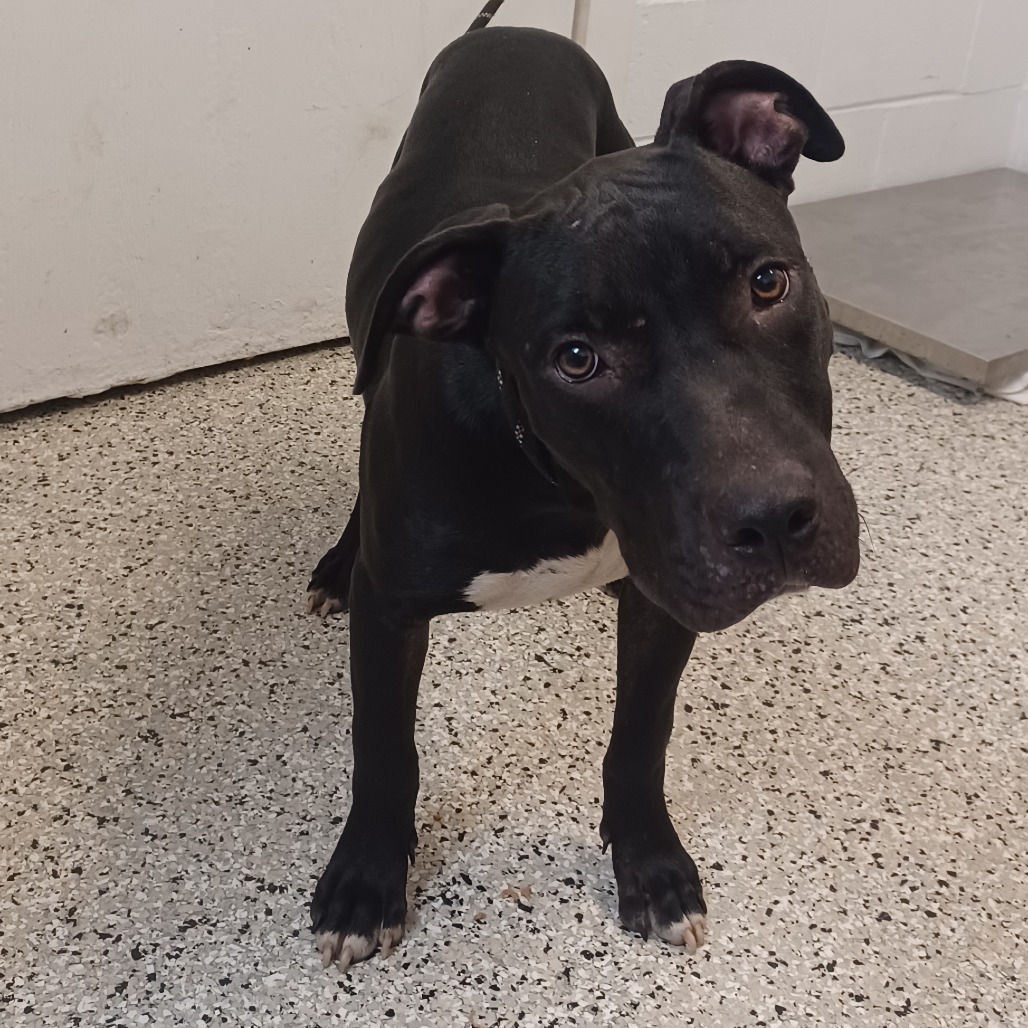 BARLEY - Terrier, American Staffordshire / Mix available for adoption