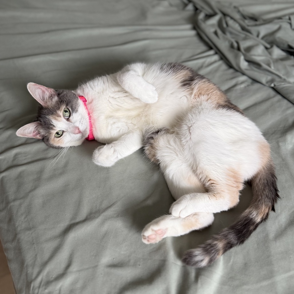 Kali, photo 15
