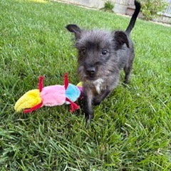 Baxter, photo 4
