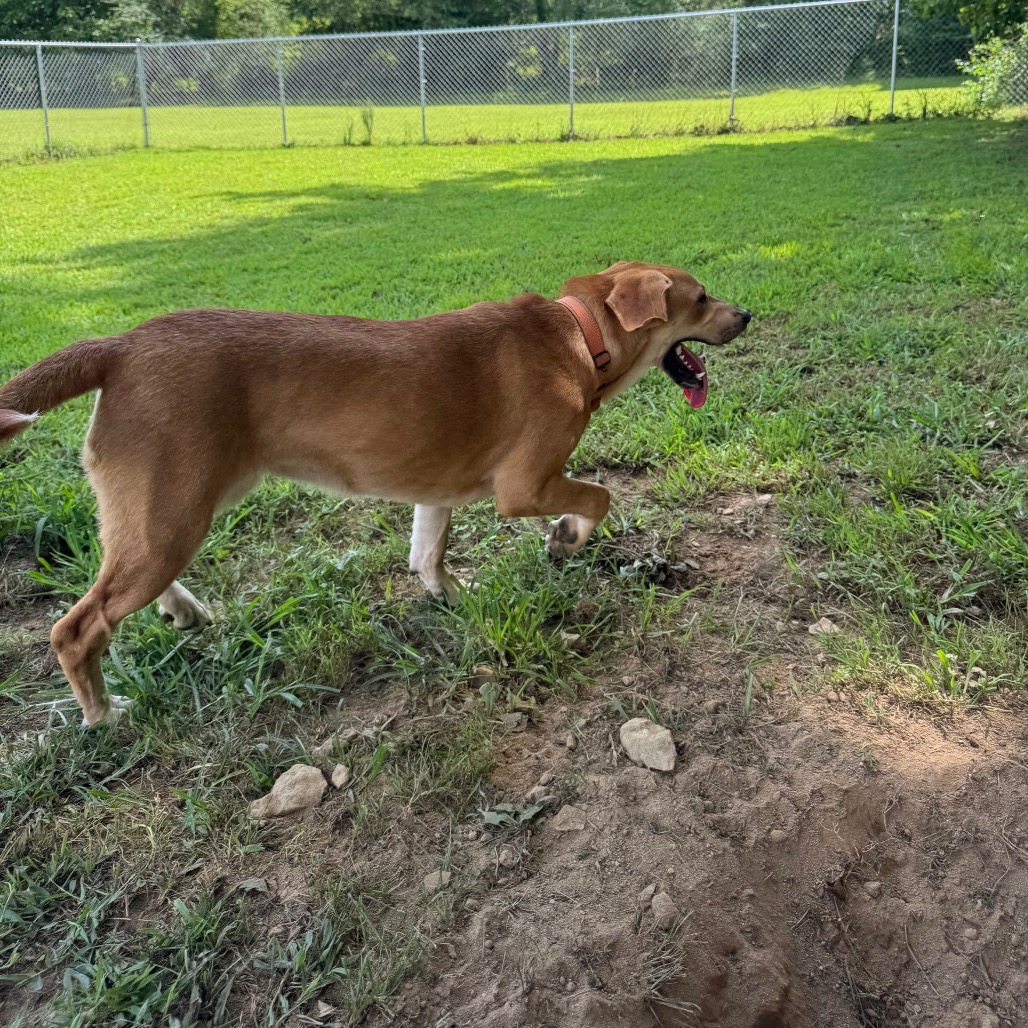 ALPHARETTA - Dottie, photo 8