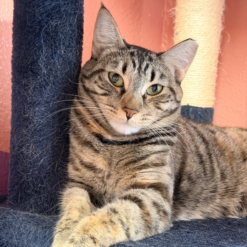 GLINDA - Domestic Shorthair available for adoption
