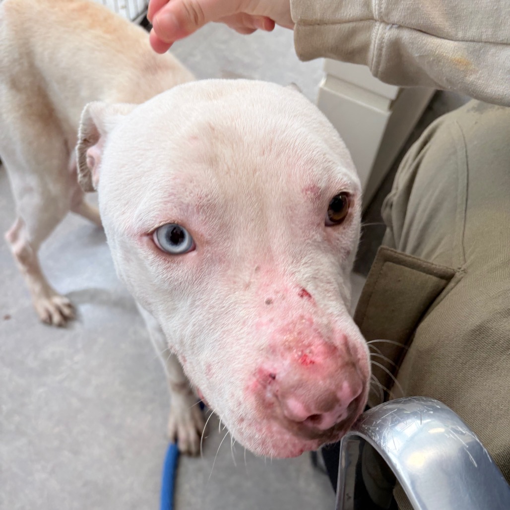 Snoopy — thumbnail 3