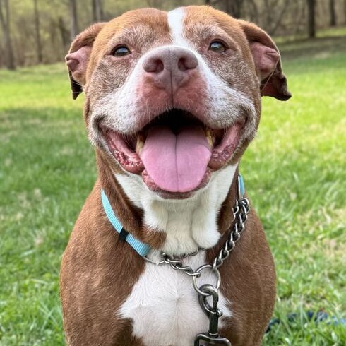 THEODORE - Terrier, Pit Bull / Mixed Breed (Large) for adoption in Dayton