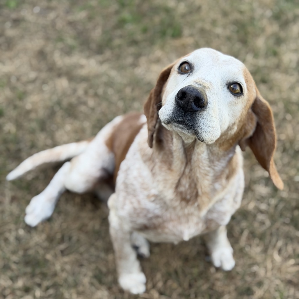 Pesci — thumbnail 4