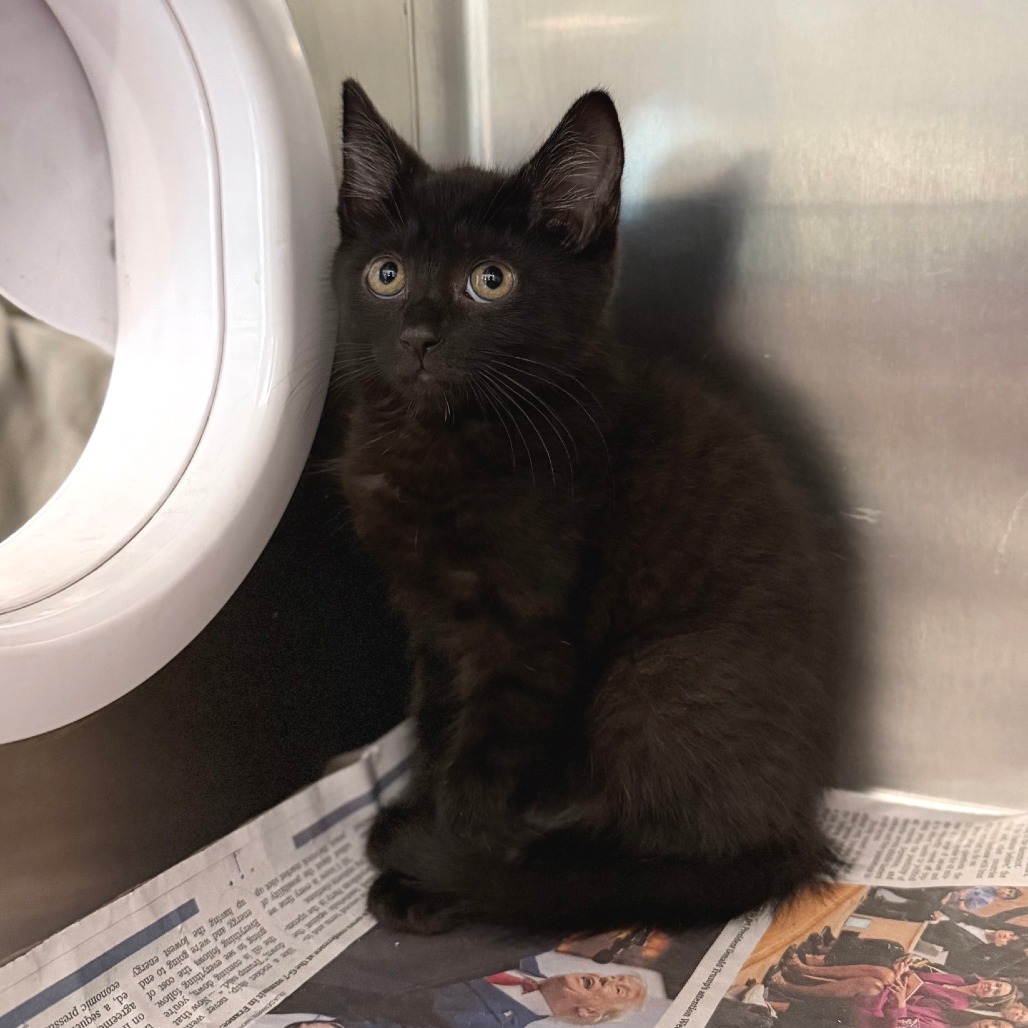 ORION - Domestic Shorthair available for adoption