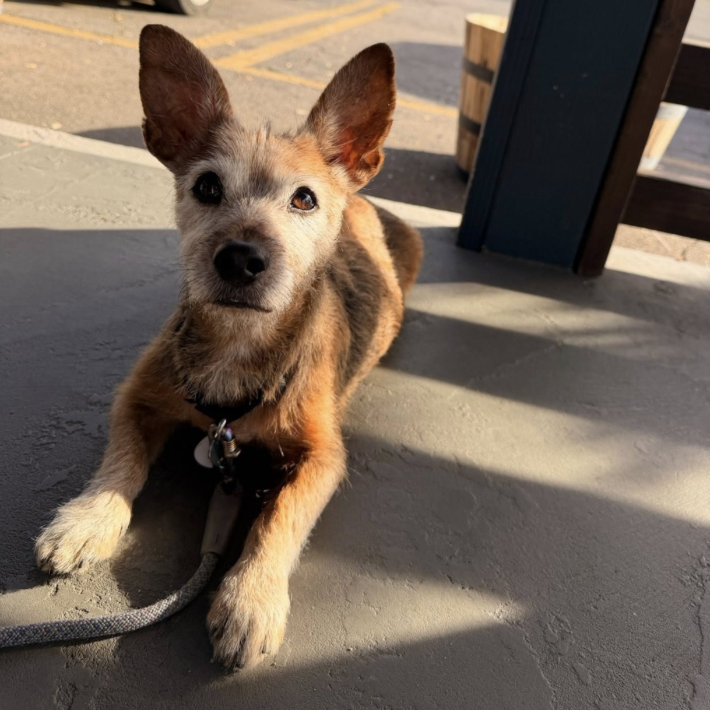 Burl Ives is available for adoption at Frosted Faces Foundation