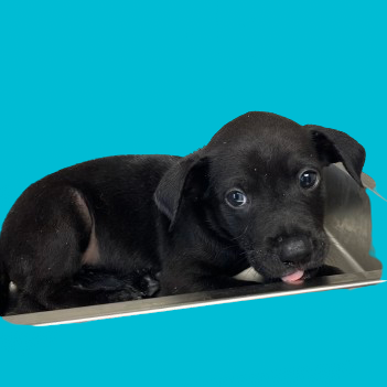 Tusc Stray 80809 2 3 4 5 6