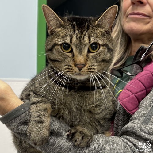 CLEO - Domestic Shorthair available for adoption