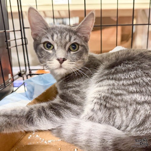 MONTANA - Domestic Shorthair available for adoption