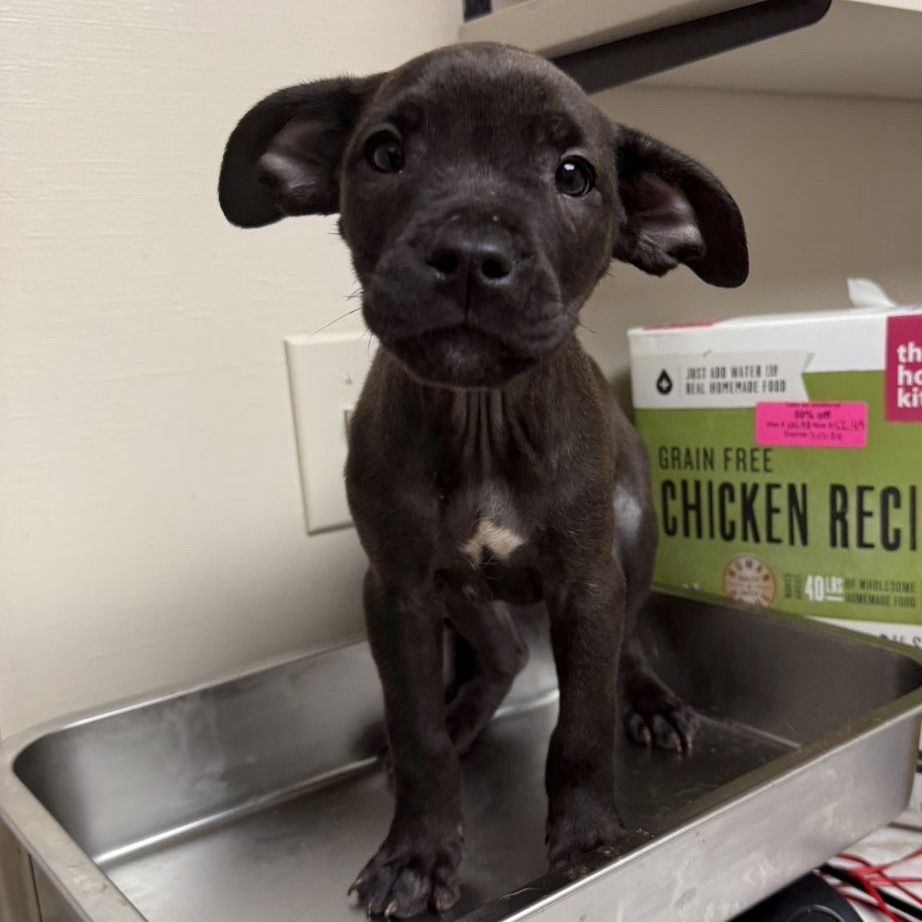 Tusc Stray 83465 2 3 4