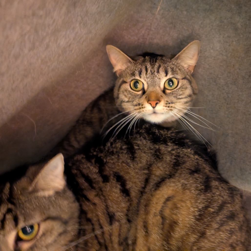 Photo of Freya and Hyacynth
