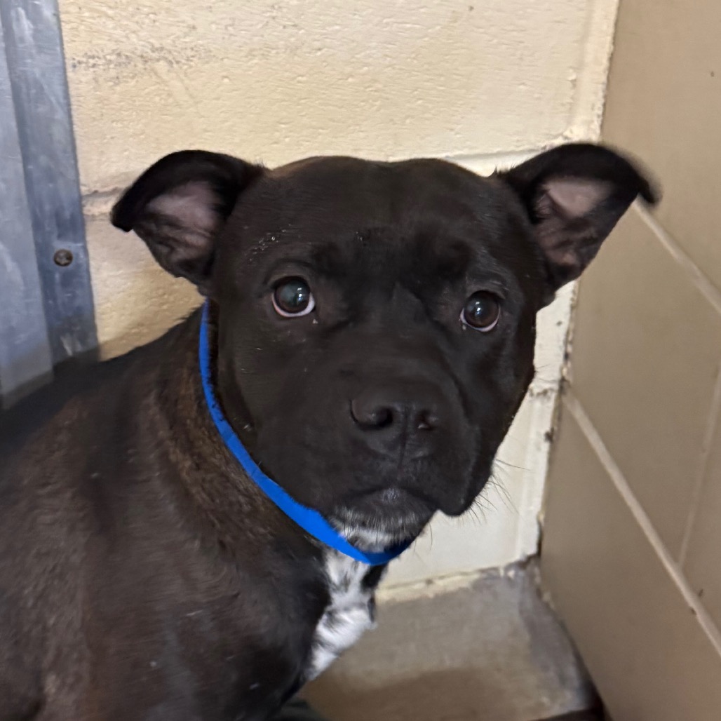 Clyde — thumbnail 5