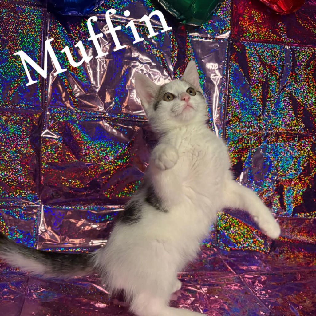 Muffin, an adoptable cat