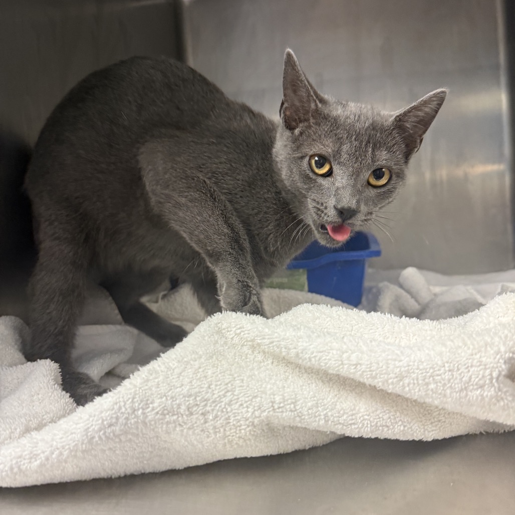 Tusc Stray 84941