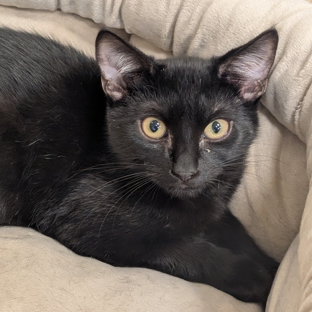 COOPER - Domestic Shorthair available for adoption