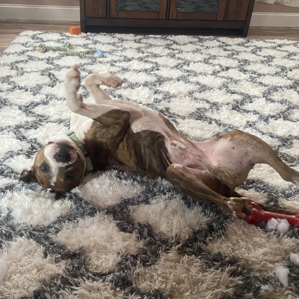 Jax, additional photo