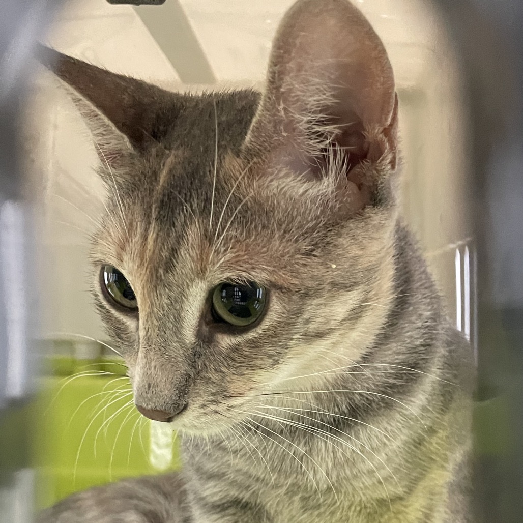 CHIQUITA - Domestic Shorthair available for adoption