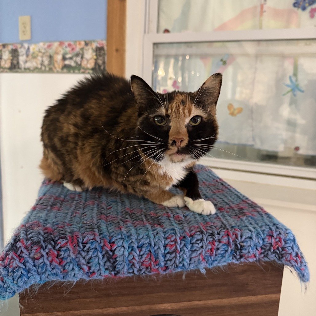 Zorb, available for adoption