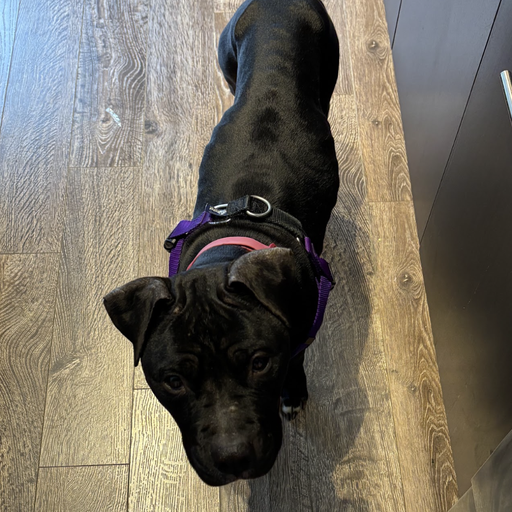 Bela Vida — thumbnail 3