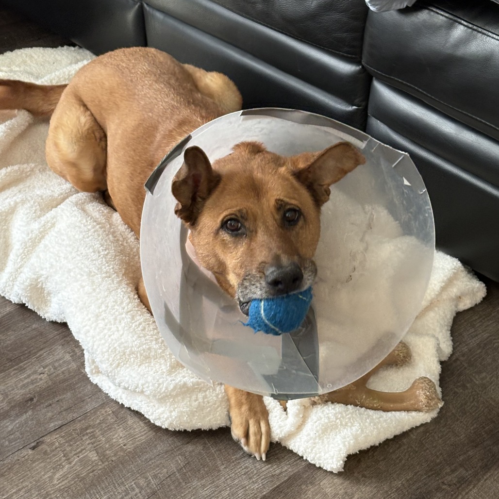 Nala — thumbnail 9