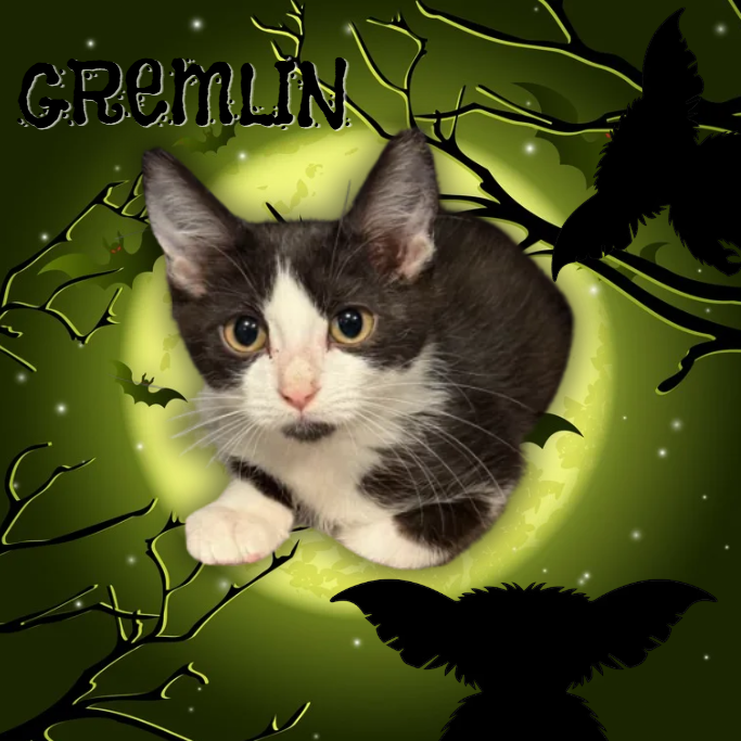 GREMLIN - Domestic Shorthair available for adoption