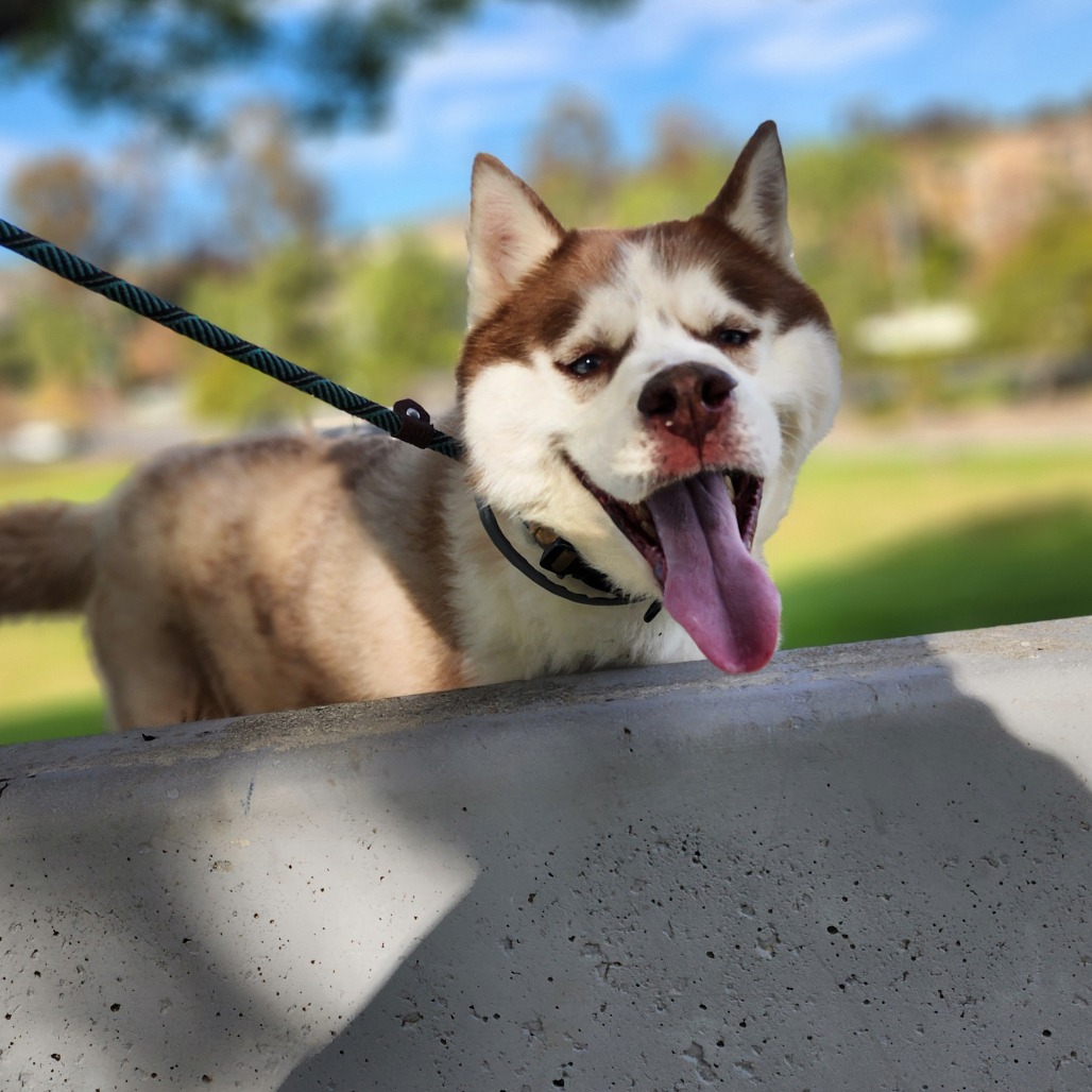 Apollo (C000-753) - Chino Hills Location, photo 6