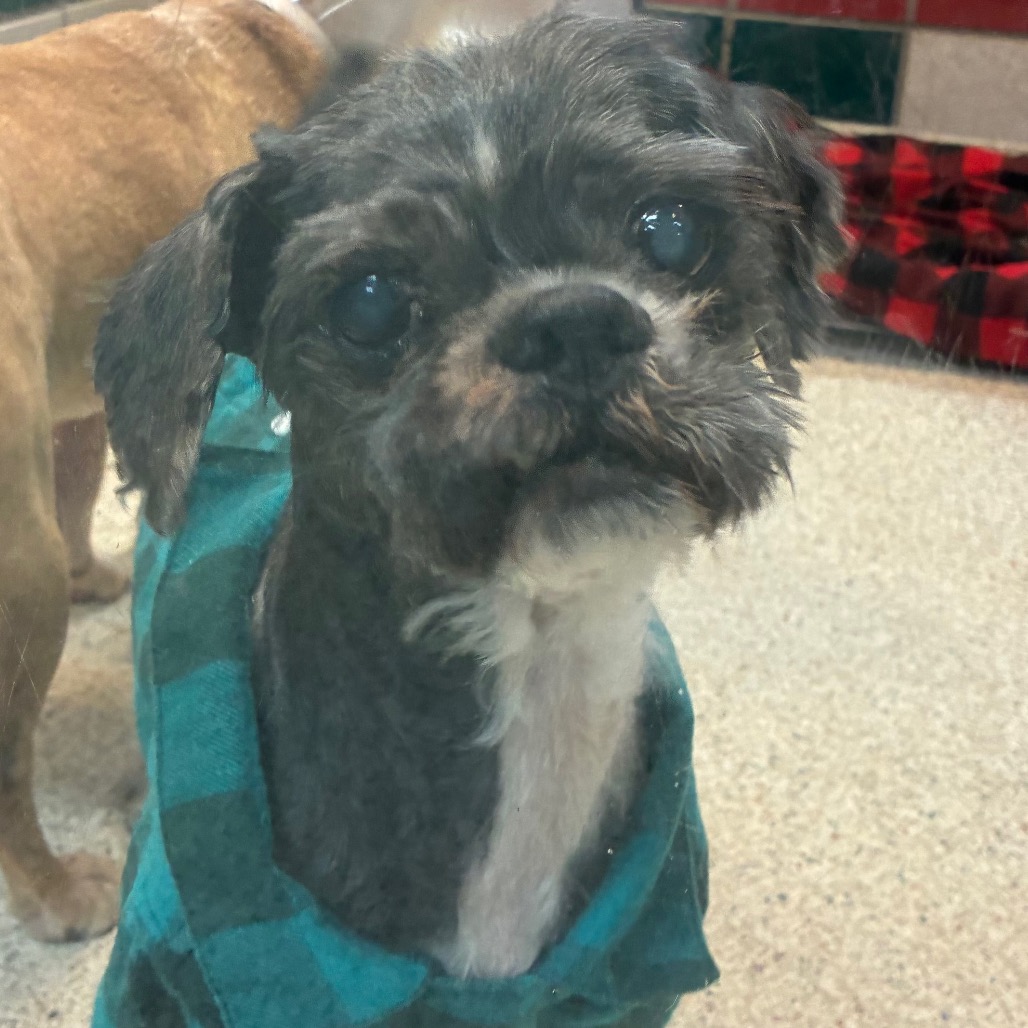 WINFIELD - Havanese available for adoption