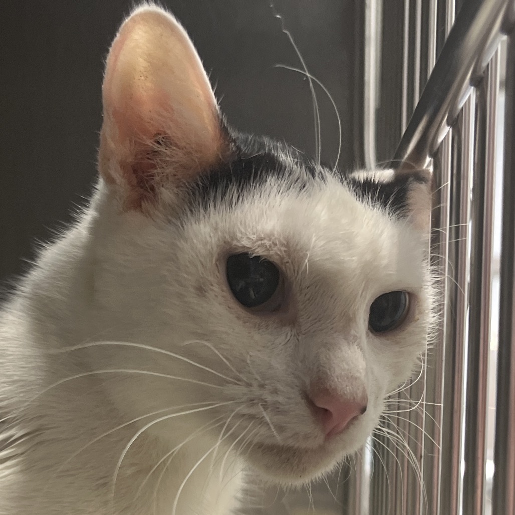 COOKIE (FKA MOM CAT CRONK) - Domestic Shorthair available for adoption