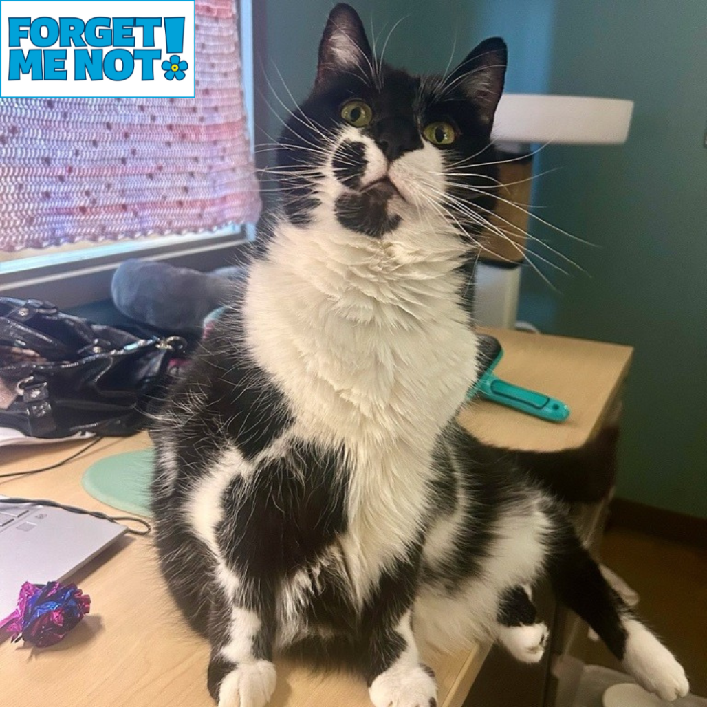 LIMITED EDITION D'OREO - Domestic Medium Hair available for adoption