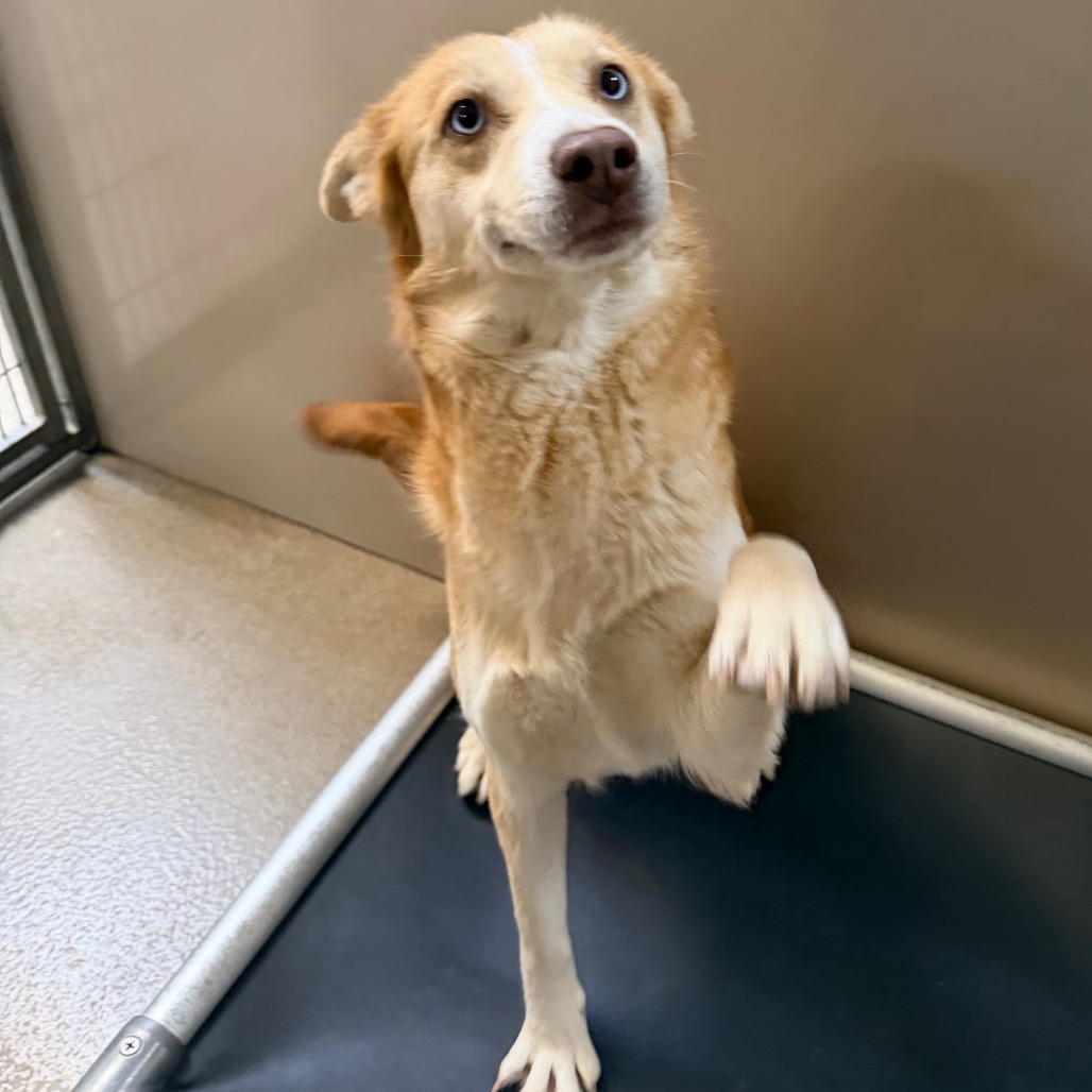 Kennel#18's preview photo