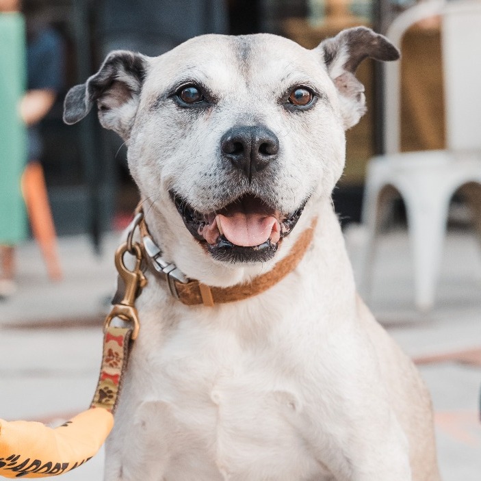 Amelia — thumbnail 5