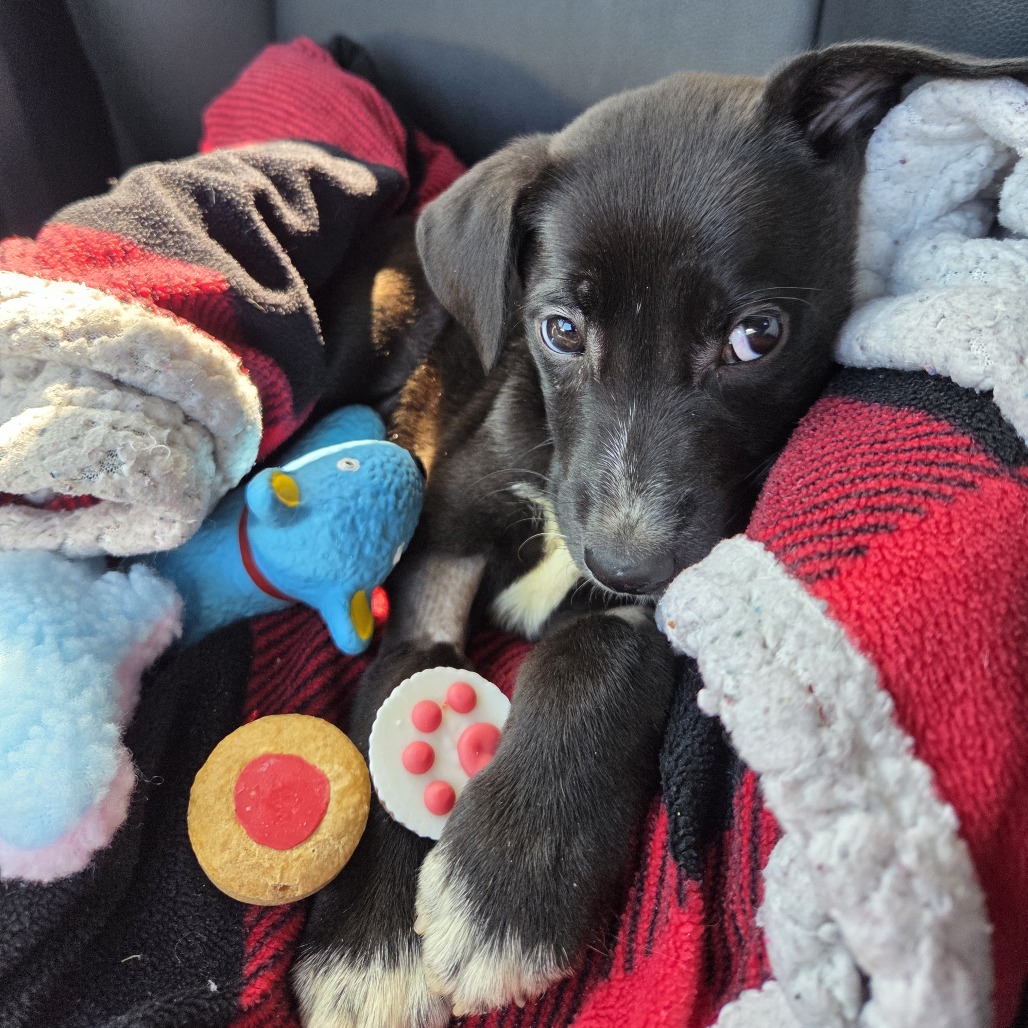 Lychee — thumbnail 11