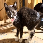 Maggie, available for adoption