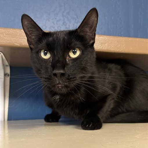 Vinny: Male 53 Domestic Shorthair