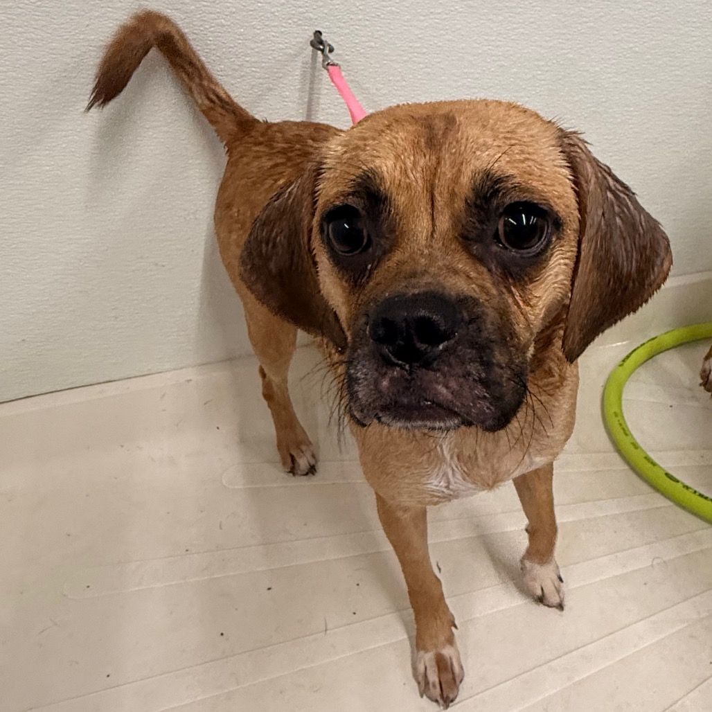 Petunia, photo 2