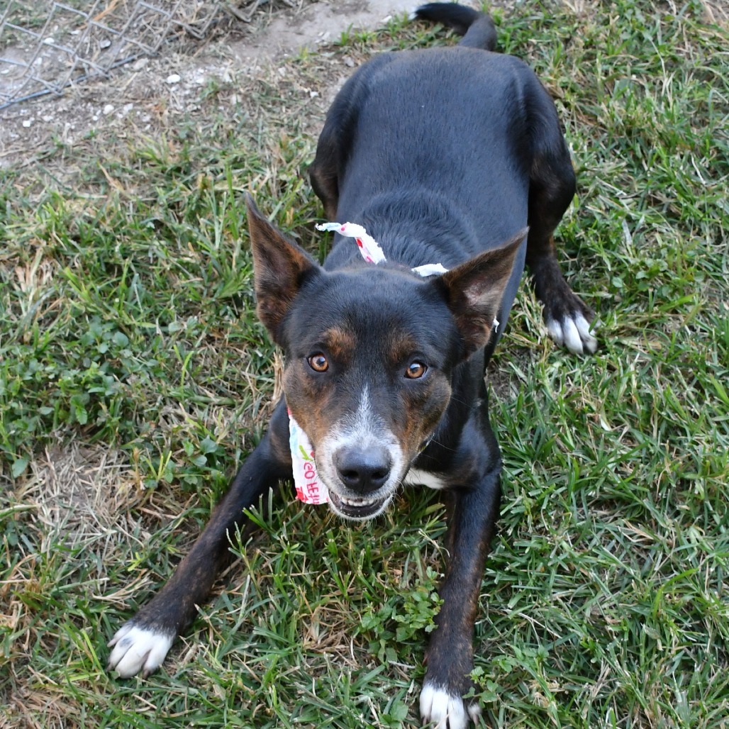 LESTER - Shepherd / Mix available for adoption