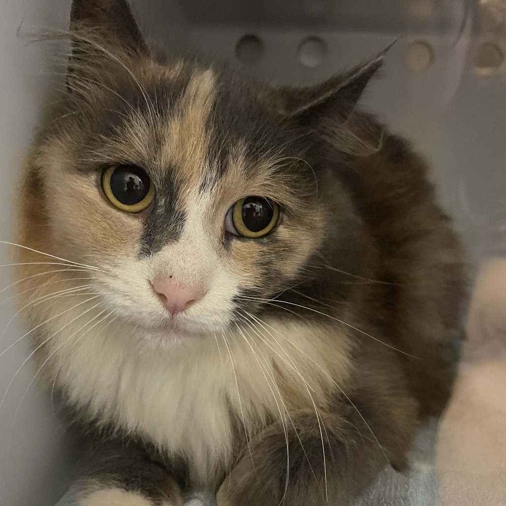 Lucille - Working Cat, Adoption Fees Waived!