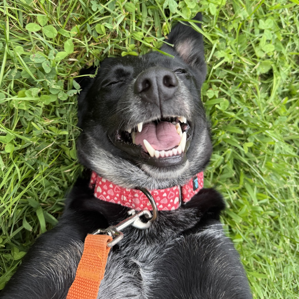 ALLIE - Cattle Dog, Australian (Blue Heeler) / Shepherd, Australian available for adoption