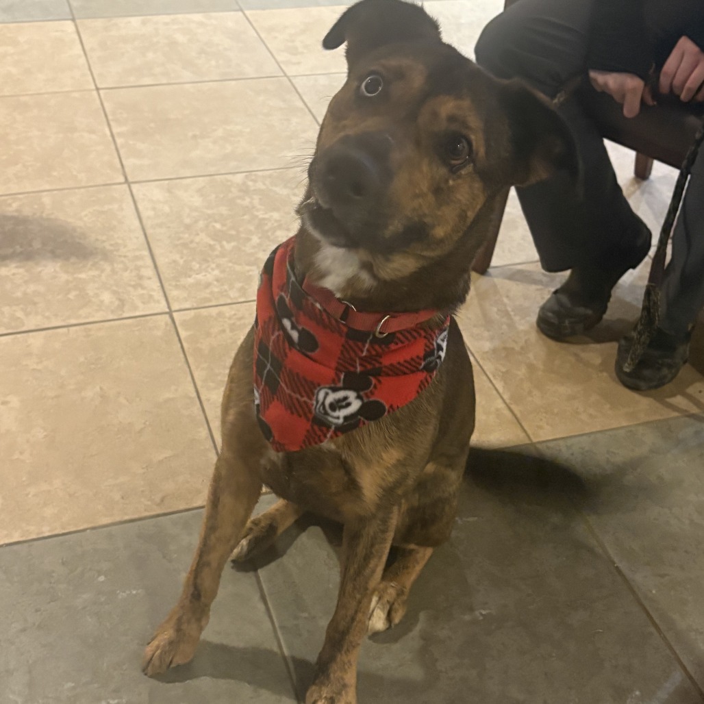 Stellaluna — thumbnail 10