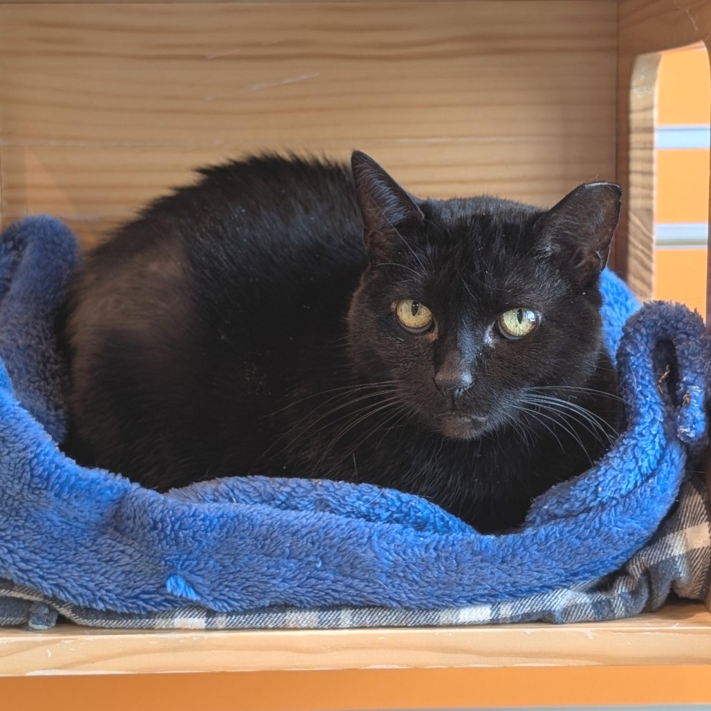 MISS KITTY - Domestic Shorthair available for adoption