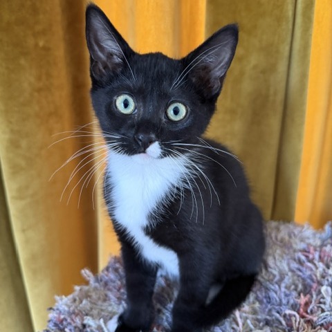April  - Domestic Shorthair