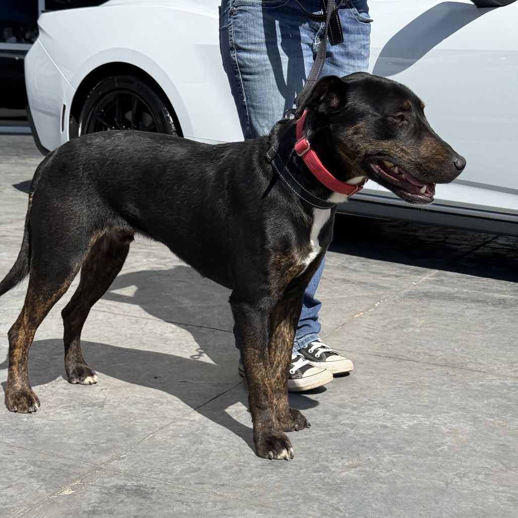 Photo of Harvey