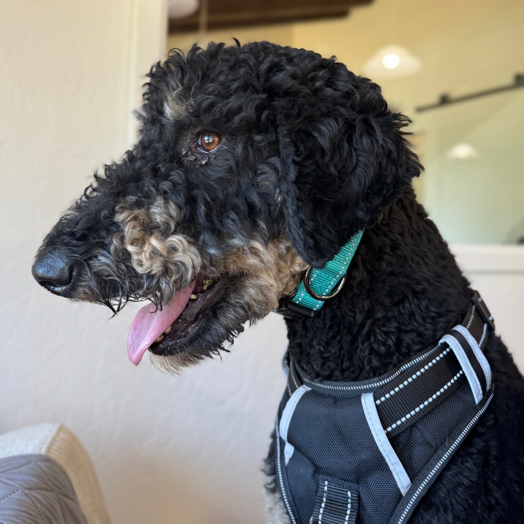 Cooper, photo 4