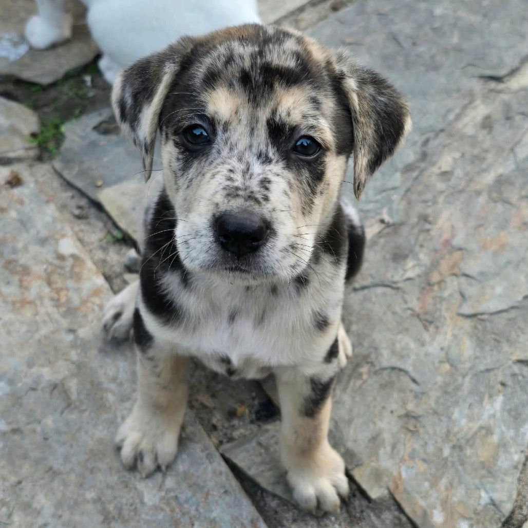 Kiva, an adoptable Pyrenees, Great/Mixed Breed (Large)