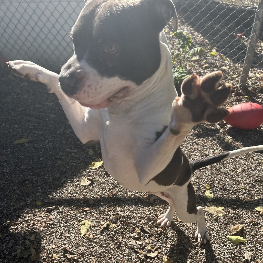 ZaZu — thumbnail 4