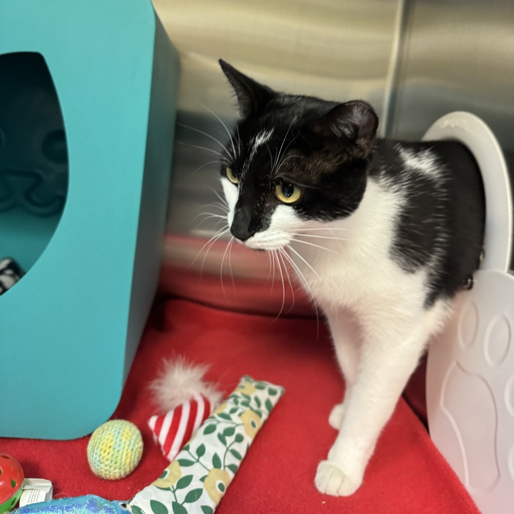 LUCKY - Domestic Shorthair available for adoption