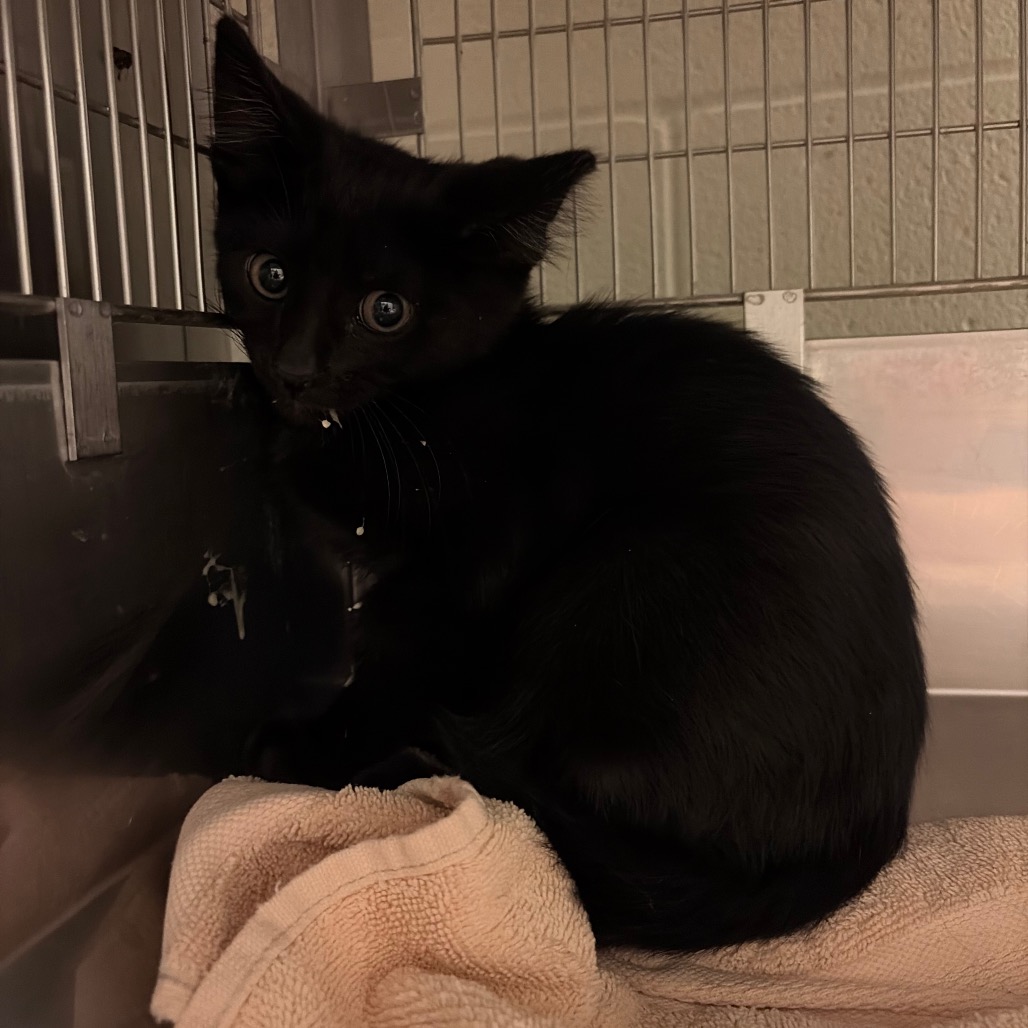 Enderman: I'm in foster, call to meet me!, photo 2