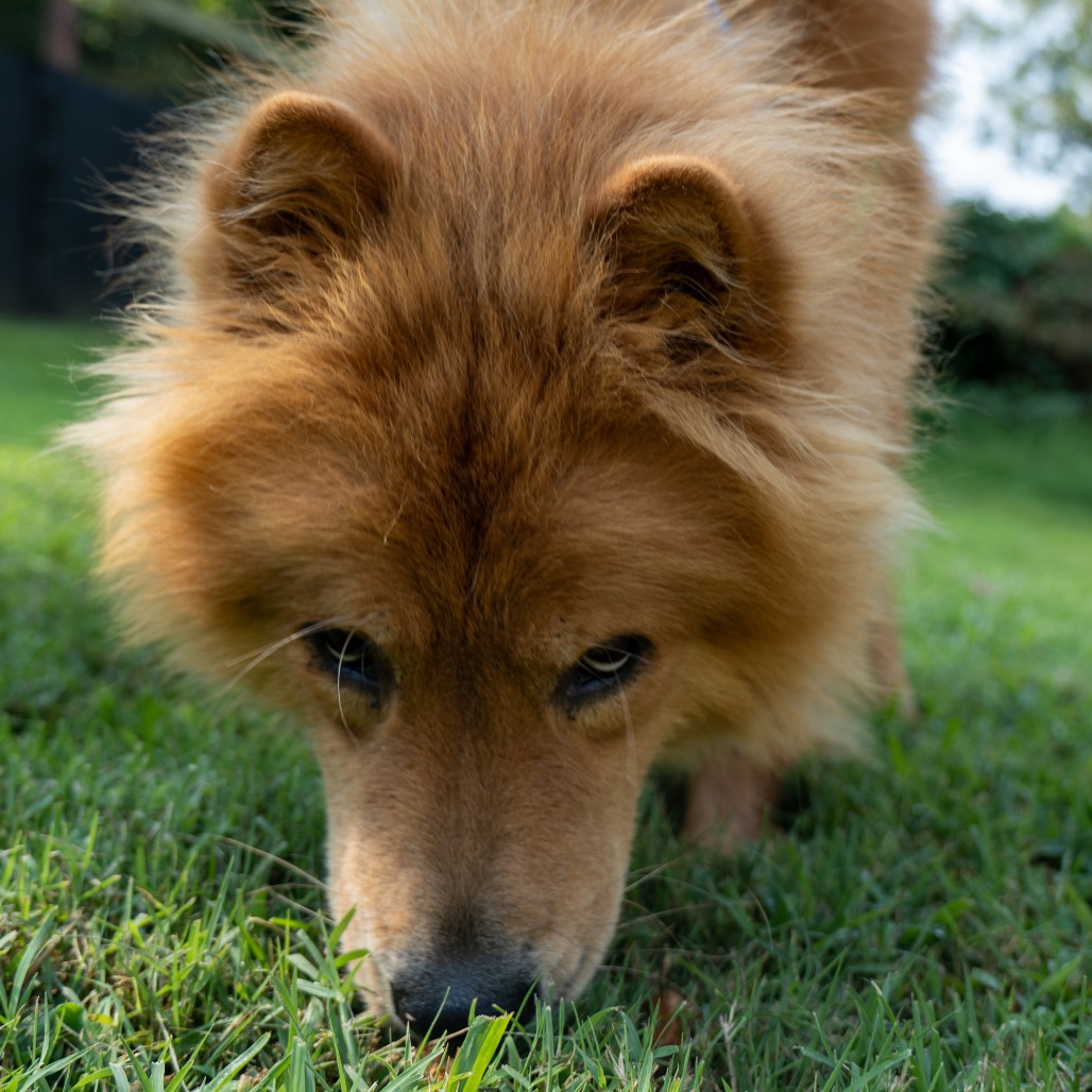 CODENAME: ROXY - Chow Chow / Mix available for adoption
