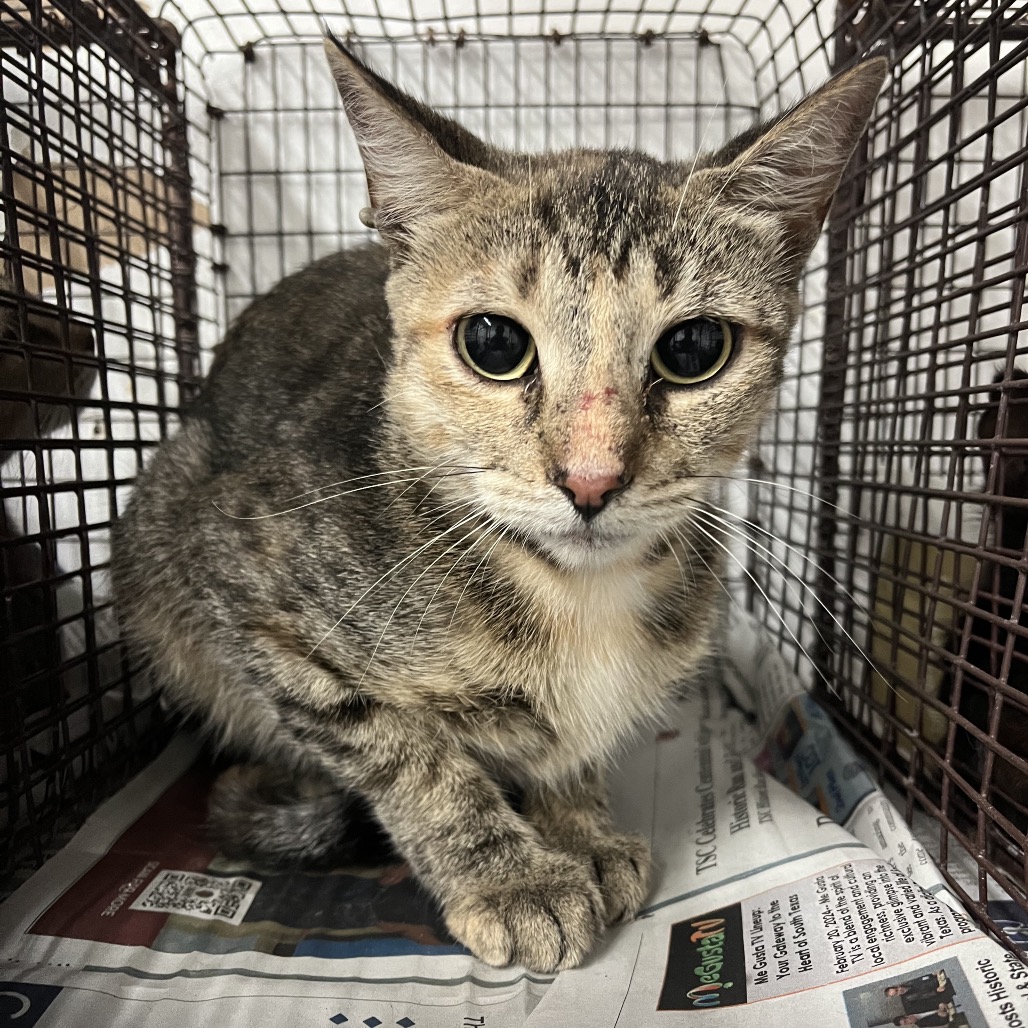 PVAS-STRAY-246239_2_3_4 - Domestic Shorthair available for adoption
